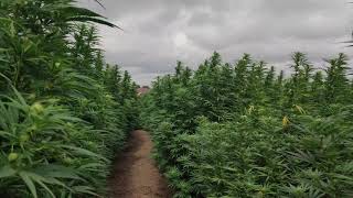 POV: კანაფის ფერმა • Cannabis Farm