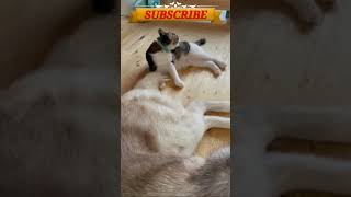 🐕🐹Smart and cute pets compilation | cute animals video2021 beautiful🐕 videos || #short #shorts #pets