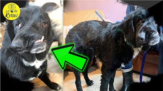 Rescue Dog With A Disfigured Face Is Looking For A Forever Home