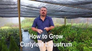 How to grow Curlyleaf Ligustrum (Privet) with detailed description