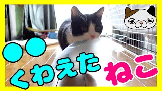 かわいい子猫が梱包材のエアクッションで遊ぶ動画 Kitten Playing packing materials for the first time 【猫動画】