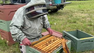 Dealing with a queenless beehive that has a drone laying worker. Mt. Coramba Apiculture.