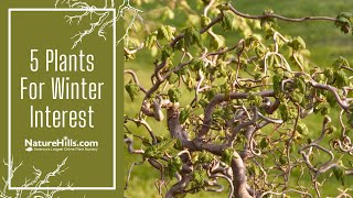 5 Plants for Winter Interest | NatureHills.com