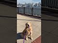 A Peek in the Life of a Dogwalker🐶🐕‍🦺❤️ #doglovers #dogwalker #doglife #dogvideos #goldenretriever