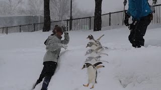 旭山動物園 ジェンツーペンギン37番とのお散歩