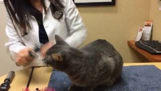 Cat Wellness Exams