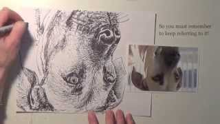 Beginner Drawing: How to Draw a Dog Upside Down by Tracy Lizotte