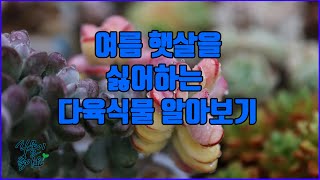 이렇게 생긴 다육식물은 여름 햇살을 싫어해요