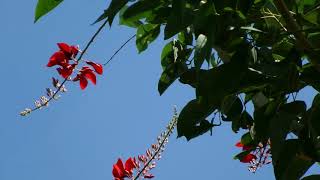 มโนรมย์ / ทองหลางดอกแดง (Ma-no-rom / Tong-laang Dok Daeng) - Erythrina crista-galli L. 3