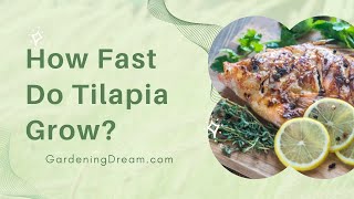 How Fast Do Tilapia Grow