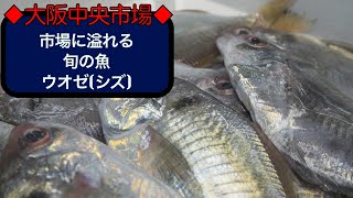 【中央市場】旬を迎えたお魚が市場に溢れる　ウオゼ　ブリ　カマス