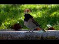 A Tale of Two Birds | California Academy of Sciences