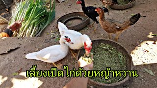 เลี้ยงเป็ดไก่แบบประหยัดต้นทุนด้วยหญ้าหวานอิสราเอล​