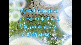 『大好きな神社のハートの木さんと「氣」の木さんと不思議体験』