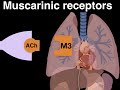 Muscarinic cholinergic receptors