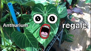 เล่นของสูง!! รีวิวหน้าวัวใบ Anthurium regale (ลูกรัก)