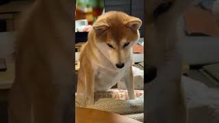 大好物を目の前に無言の圧力をかける柴犬 #short #shorts