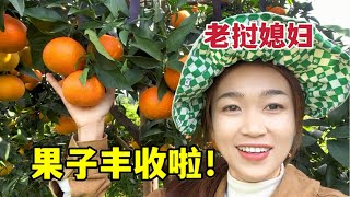 老撾媳婦回鄉下摘果子，新鮮又漂亮，每天忙到不行：感謝大家支持