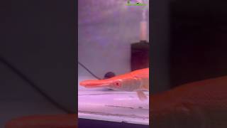 Albino Aligator Gar at Fancy fish aquariums shop,Delhi|#shorts