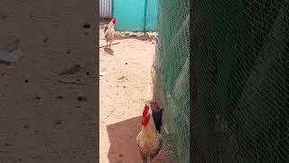 🐓🐐👍 ஏண்டா எல்லாம்🤣🤣🤣 கோவமா #kozhi_koothugal 😂😂😂😂 #நாட்டுக்கோழி #funny_chicken #87shorts