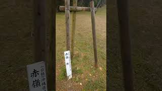 沖縄県植樹祭の県知事が植えた桜の花🌸