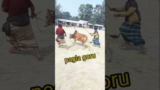 Pagla Goru Paglami. Mad Cow Madness! Eid ul Adha 2025🐃🐂 #cow #borogoru #funny #eidspecial