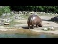 hippo farts and has explosive diarrhea