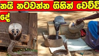 නයි නැටවිම /cobra dance /නයි නැටුම් /srilanka cobra dance