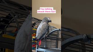 Giz is talking smack 🤭 for some praise 😅 #talkingparrot #africangrey