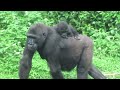 gorilla iriki and ringo 18 05 2022