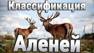 Классификация Аленей | Разновидности низкоранговых мужчин