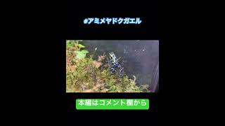 アミメヤドクガエル／KawaZoo-体験型カエル館［YouTube動物園］