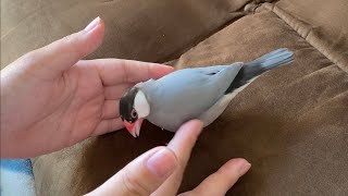 犬みたいに人間とじゃれ合う文鳥  あずき  java sparrow