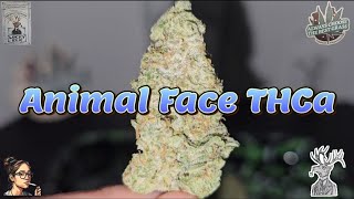 Animal Face THCa | Lucky Elk