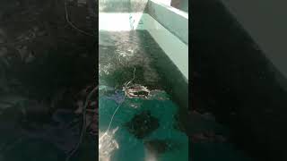 #nalgonda  murrel fish hatchery9581240785