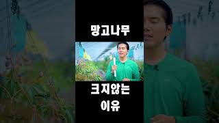 망고나무가 크지않는이유 #김농부 망고나무 #애플망고농장