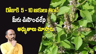 రోజుకి  5 - 10 ఆకులు తింటే మీరు ఊహించలేని అధ్భుతాలు చూస్తారు | Dr.Madhu Babu Health Trends