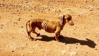 道の真ん中にいたガリガリの犬。捨てられた犬を保護するため背中に背負って40km離れた自宅に連れ帰った2人の優しさに心打たれる【動物 感動する話】