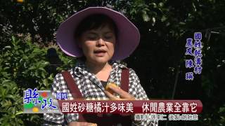 國姓砂糖橘汁多味美  休閒農業全靠它