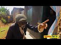 Omufu atabude ekyalo. Original Comedy Show Episode 21