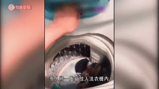 困貓於洗衣機轉動約十秒　28歲女子涉殘酷對待動物被捕 - 20210209 - 港聞 - 有線新聞 CABLE News