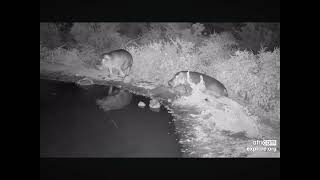 Intense Hippo Dominance Displays at the Waterhole 02.24.2024 (explore.org)