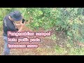 Eksplorasi Kutu Putih Part 2 #biodiversity #mealybugs #kutuputih #exploration #expedition