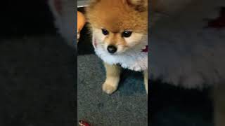 てんちゃんのサンタ #キレるポメラニアン #dog #ぽめ #ポメラニアン #pomeranian #ポメちゃん #クリスマス