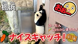 【楓浜（ふうひん）】上の小窓で🥕ナイスキャッチ👏に大歓声❣️まどろむ楓🍁ちゃんでたっぷりの癒しもどうぞ🤗