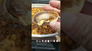 食べ終わったマンゴーの種を育てる🌱2日目