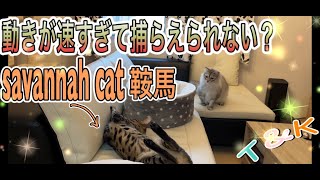 動きが速すぎるサバンナキャット　兄ちゃんもおかあちゃんも獲らえられない