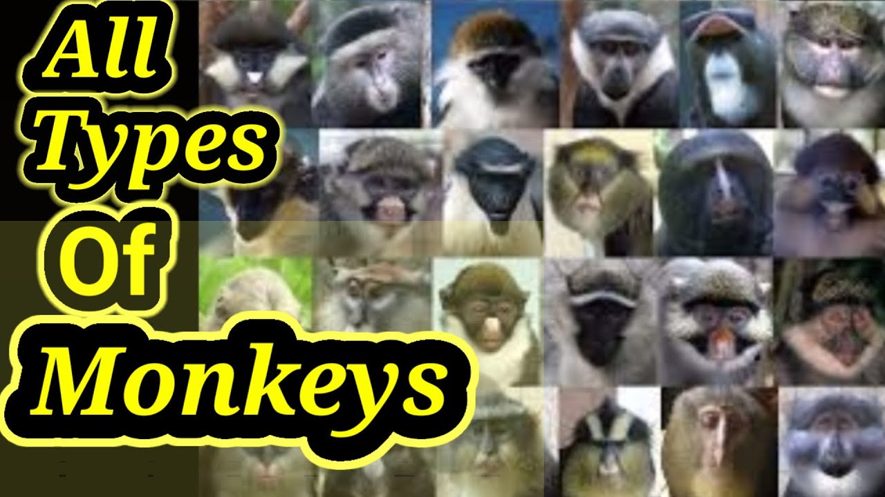 All Types Of Monkeys In The World || All Species Of Monkeys On The ...