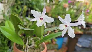 #Laelia rubescens semi-alba