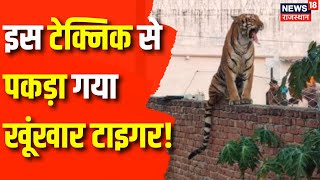 Rajasthan Tiger News : 'अंत भला तो सब भला' | Dausa News | Rajasthan News | Tiger News | Top News